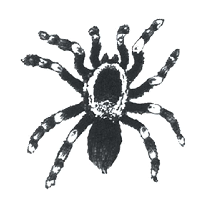 Collection of Small Tarantula Promotional Product Tattoo 1.5 in x 1.5 in in a gallery layout
