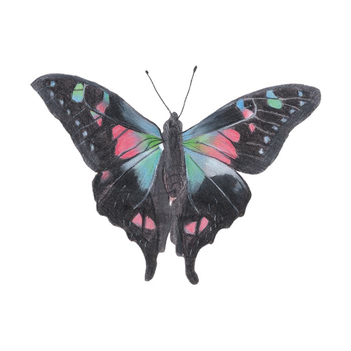 Collection of Nightshade Butterfly Promotional Product Tattoo 3.5 in x 2.5 in in a gallery layout