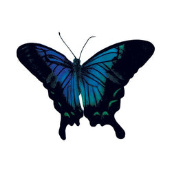 Collection of Sketched Blue Butterfly Promotional Product Tattoo 3.5 in x 2.5 in in a gallery layout