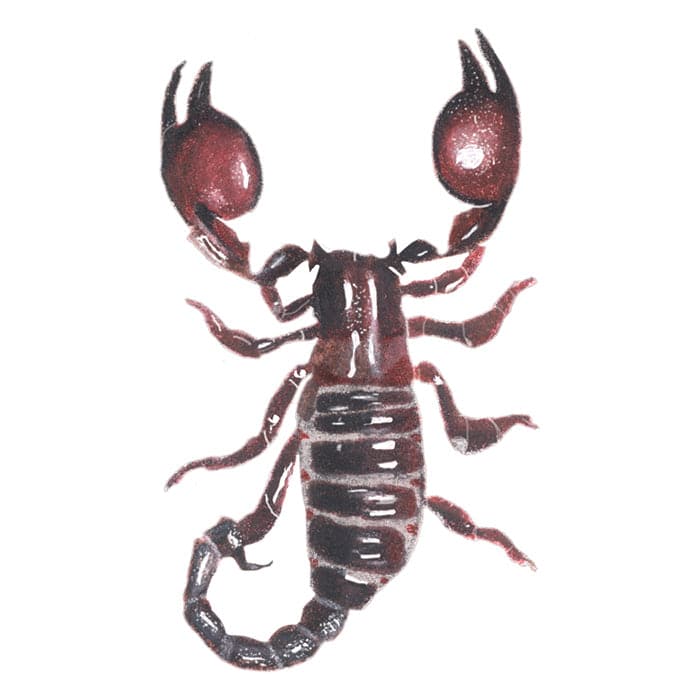 Collection of Desert Scorpion Promotional Product Tattoo 3.5 in x 2.5 in in a gallery layout