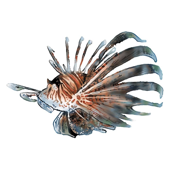 Collection of Spiny Fish Promotional Product Tattoo 3.5 in x 2.5 in in a gallery layout