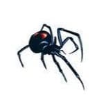 Collection of Black Widow Spider Bug Promotional Product Tattoo in a gallery layout