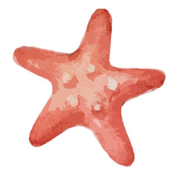 Collection of Coral Starfish Promotional Product Tattoo in a gallery layout