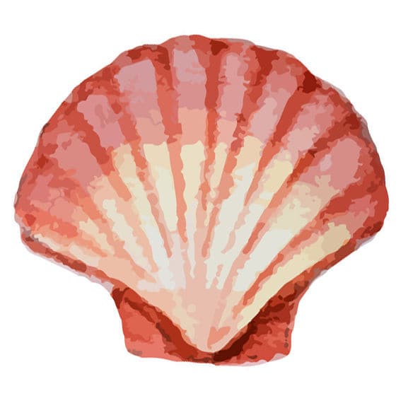 Collection of Coral Seashell Promotional Product Tattoo in a gallery layout