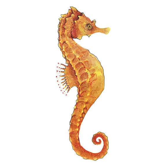 Collection of Realistic Seahorse Promotional Product Tattoo in a gallery layout
