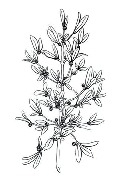 Collection of Black and White Mistletoe Promotional Product Tattoo in a gallery layout